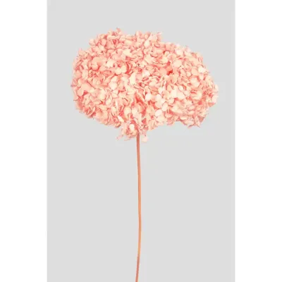Ortensia annabel cm.70 rosa pesca