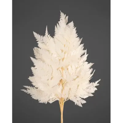 Felce holly preservata bianco (pz.10)