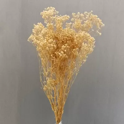 Gypsophila paniculata pres. (gr.100) crema
