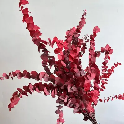 Eucaliptus stuartiana pres. rosso (gr.150)