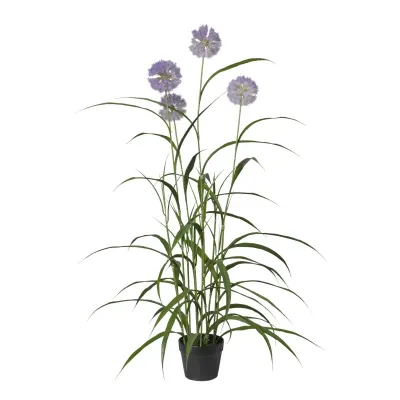 Agapanto h.117 purple