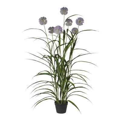 Agapanto h.152 purple