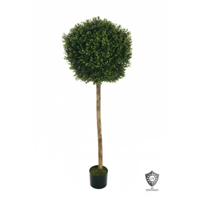 Cv-boxwood plant h.150 verde