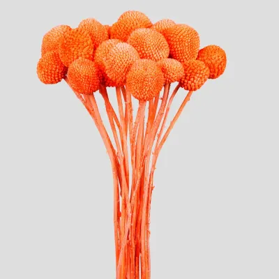 Craspedia cm.58 arancione (pz.20)