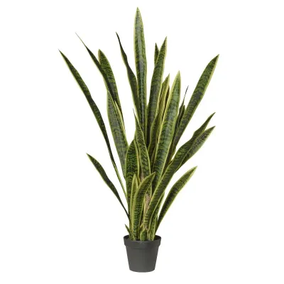 Cv-sanseveria plant h.134,5