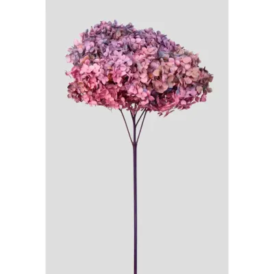 Ortensia annabel cm.70 rosa viola