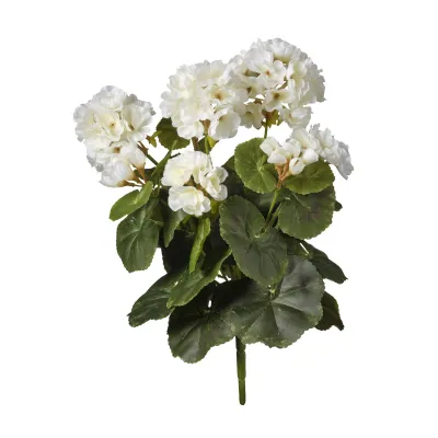 Geranio mazzo cm.38 bianco