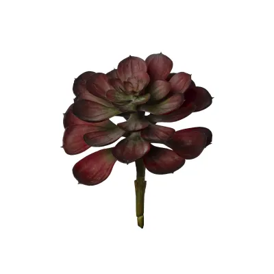 Echeveria plant cm.15 burgundy