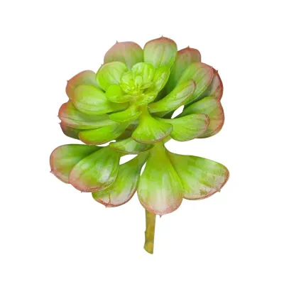 Echeveria plant cm.15 verde
