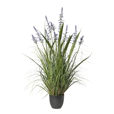 Lavanda pianta h.93