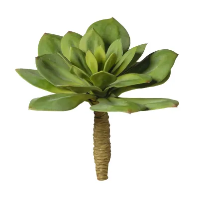 Echeveria plant cm.22 verde