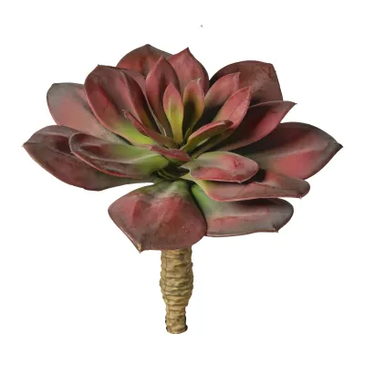 Echeveria plant cm.22 burgundy