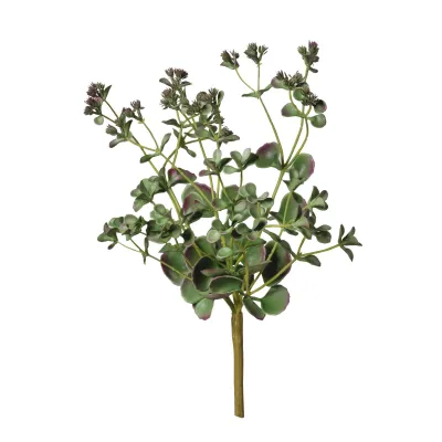 Echeveria plant cm.35 green-purple