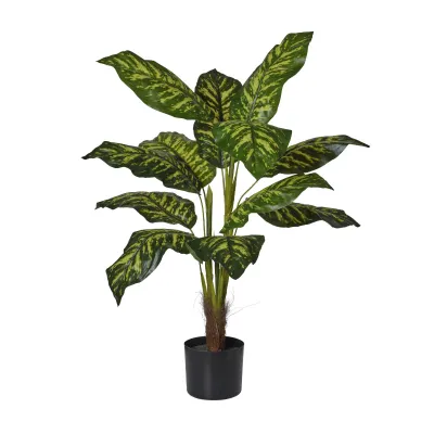 Dieffenbachia pianta h.090 verde