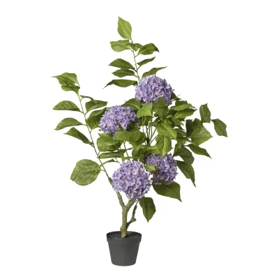 Ortensia pianta h.108 purple