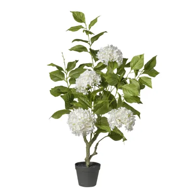 Ortensia pianta h.108 bianco