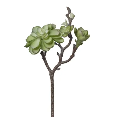 Echeveria mini cm.28 verde