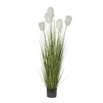 Pampas pianta h.150 fiori bianchi