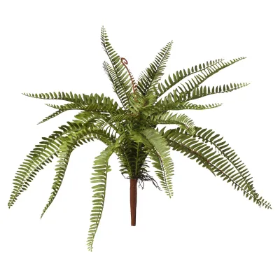 Felce plant 25 foglie verde