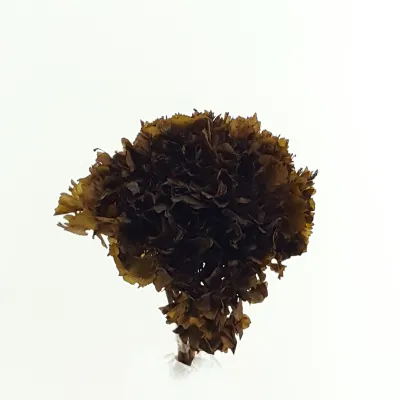 Ortensia preservata kaffe