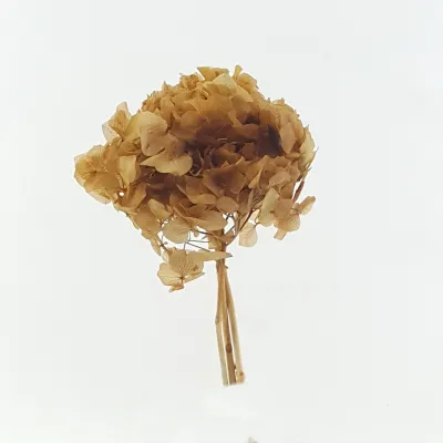 Ortensia preservata camel