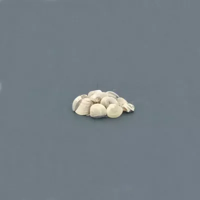 Conchiglia classic (gr.650)
