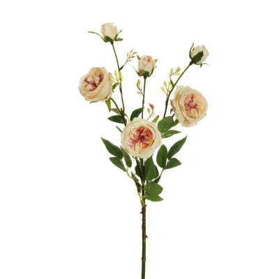 Rosa austin cm.67 pesca