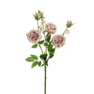 Rosa austin cm.67 rosa ant.
