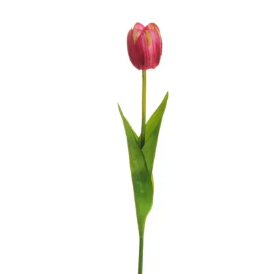 Tulipano singolo cm.54 fucsia