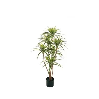Dracena reflex h.120 variegata