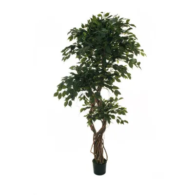 Ficus benjamin spiral h.210 verde