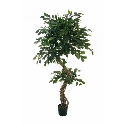 Ficus benjamin spiral h.190 verde