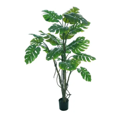 Monstera pianta h.210 verde