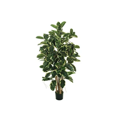 Ficus cycaspatula pianta h.150 variegato