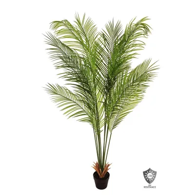 Areca kentia plant h.180 verde uv resistant
