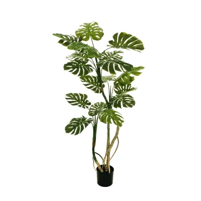 Monstera pianta h.160 verde