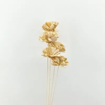 Shola cabbage rose 8cm crema 6pz