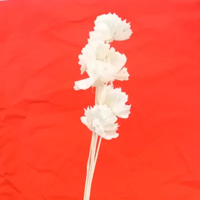 Shola cabbage rose 8cm bianco 6pz