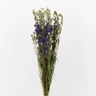 Delphinium mazzo blu gr.100