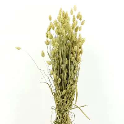 Phalaris naturale (gr.150)