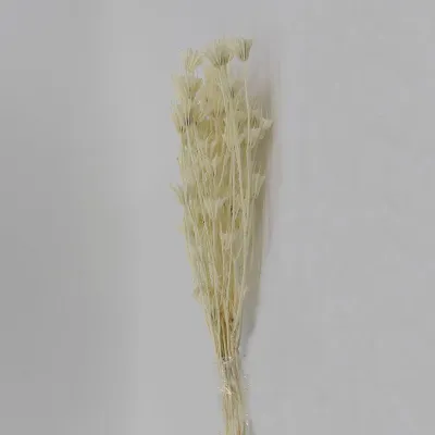 Nigella orientalis bianco