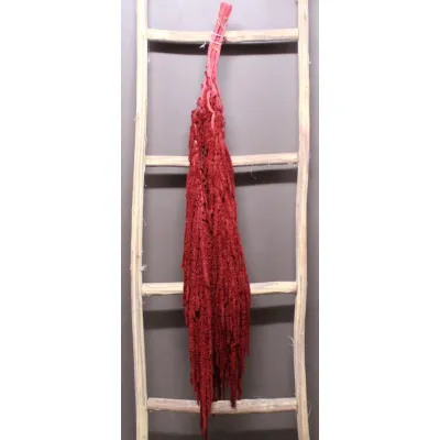 Amaranthus caudatus extra rosso (5steli)