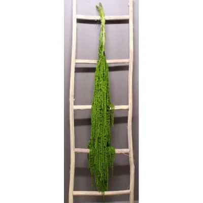 Amaranthus caudatus extra verde(5steli)