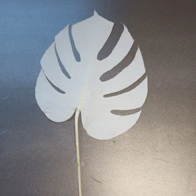 Monstera turtle cm.40-45 bianco (pz.5)