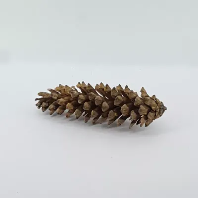 Strobus naturale (5 pz.)