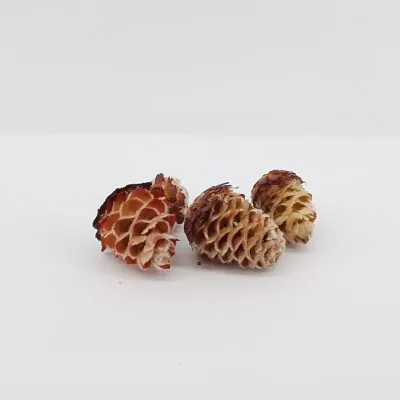 Daphnoides naturale (gr.300)