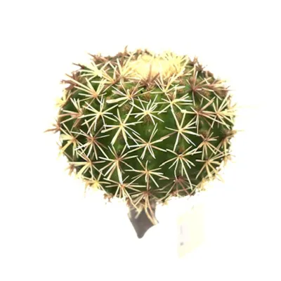 Cactus ball d.20 verde