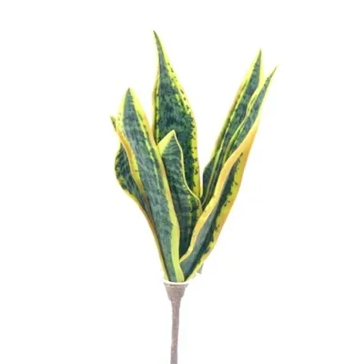 Sanseveria cm.43 giallo-verde