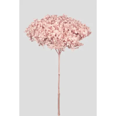 Ortensia annabel cm.70 rosa chiaro sakura