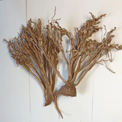 Palm coral naturale (pz.5)